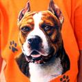 PIT BULL -pitbul 1 -potisk na tričko , polštářek