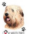 WHEATEN TERIER