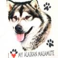 ALJAŠSKÝ MALAMUT-1