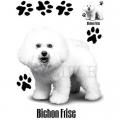 BIŠON 2 -BICHON FRISE -