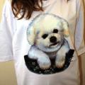 BICHON FRISE PUPPY - bišon