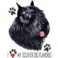 BOUVIER DES FLANDERS
