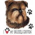 BRUSELSKÝ GRIFONEK -BRUSSELS GRIFFON -na tričku, polštářku