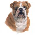 BULLDOG 5 tričko, polštářek