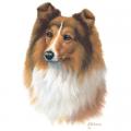KOLIE -COLLIE