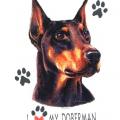 DOBRMAN PINSCHER-- český pinč