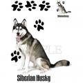 HUSKY SIBIŘSKÝ