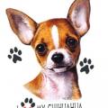 ČIVAVA -CHIHUAHUA ,potisk na tričko,polštářek