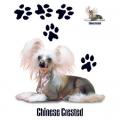 ČÍNSKÝ NAHÁČ -CHINESE CRESTED -potisk na tričku , polštářku