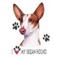 IBIZAN HOUND