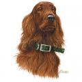 IRISH SETTER -Irský setr