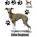 ITALSKÝ CHRT - GREYHOUND -potisk na tričko, polštářek 2