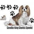KAVALÍR KING  CHARLES SPANIEL