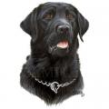 LABRADOR ČERNÝ  - na tričko,polčtářek 3