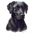 LABRADOR ČERNÝ  - na tričko,polčtářek
