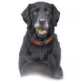 LABRADOR ČERNÝ  - na tričko,polčtářek 2