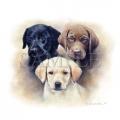 LABRADOŘI štěňata - obrázek na tričku, polštářku