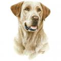 ZLATÝ LABRADOR -potisk na tričko , polštářek