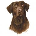 LABRADOR CHOCHOLATE - na tričko, polštářek