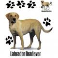 LABRADOR RETRIEVER -LABRADOR RETRIVR