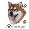 MALAMUTE GOLD -zlatý malamut