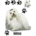 MALTESE -Maltézský psík