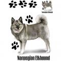 NORWEGIAN ELKHOUND - NORSKÝ LOSÍ PES ŠEDÝ