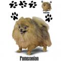 POMERIAN - potisk na tričko, polštářek 3
