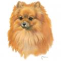 POMERIAN