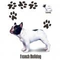 BULLDOG  FRANCOUSKÝ - francouský buldok