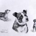 Staffordshire Bull Terrier , potisk staforda na tričku, polštářku