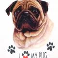 PUGLE -PUG