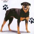 ROTVAJLER -ROTTWEILER na tričku,polštářku 4