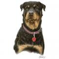 ROTVAJLER -ROTTWEILER na tričku,polštářku