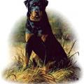 ROTVAJLER -ROTTWEILER na tričku,polštářku 3