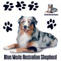 BLU MERIE AUST.SHEPH. - AUSTRALSKÝ OVČÁK