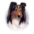 SABLE SHETLAND SHEEPDOG  - KOLIE