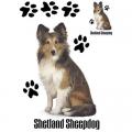 SHELTIE -KOLIE