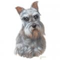 KNÍRAČ -SCHNAUZER , potisk na tričko, polštářek