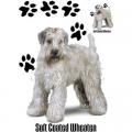 SOFT COATED WHEATEN- terier    
