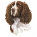 SPRINGER SPANIEL