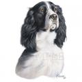 BLACK -WHITE SPRINGER