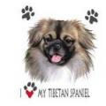 TIBETSKÝ ŠPANĚL - TIBETAN SPANIEL , na tričku, polštářku