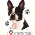 BOSTON TERRIER 1 -na tričko , polštářek