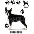 BOSTON TERRIER