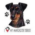 MANCHESTER TERIER