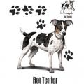 KRYSÍ TERRIER -RAT TERRIER