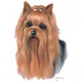 YORKSHIRE TERRIER