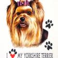 YORKSHIRE TERRIER