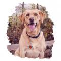 LABRADOR  ZLATÝ- motiv pes na tričko